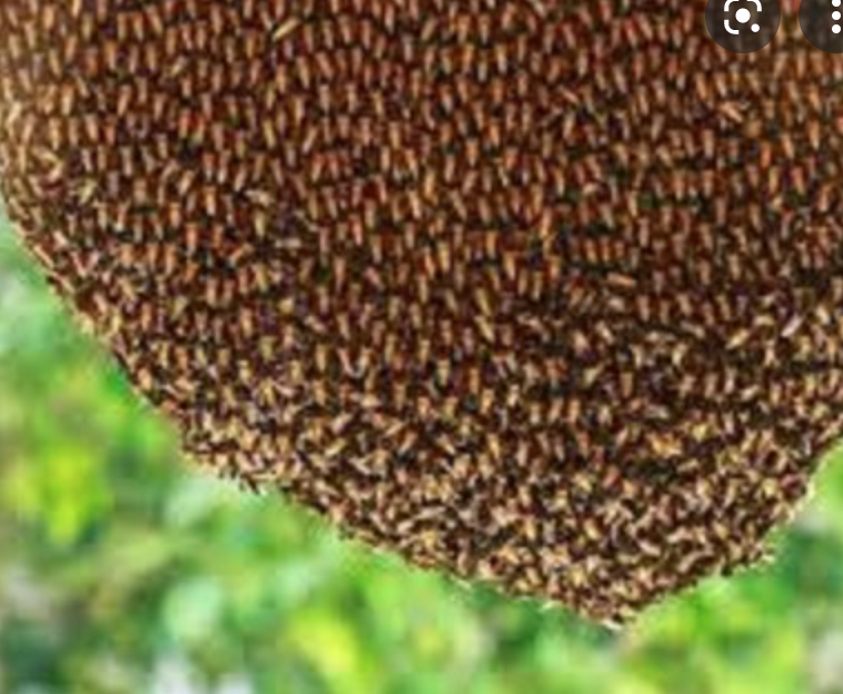 The Best Bee Hive Removal Services